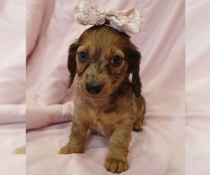Dachshund Puppy for sale in BURLINGTON, MA, USA