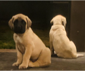 Mastiff Puppy for Sale in MENIFEE, California USA