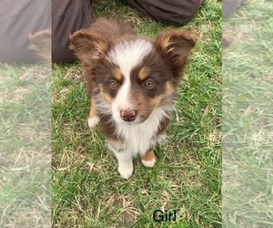 Miniature Australian Shepherd Puppy for sale in NEW WASHINGTN, IN, USA
