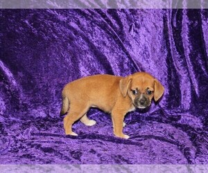 Puggle Puppy for sale in BLOOMINGTON, IN, USA