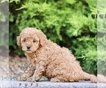 Small #1 Goldendoodle (Miniature)