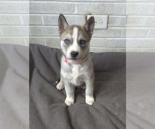 Medium Photo #2 Siberian Husky-Unknown Mix Puppy For Sale in Raleigh, NC, USA
