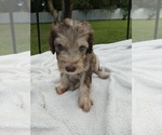 Small Goldendoodle