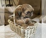 Small #1 Shih Tzu