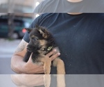 Small Photo #10 German Shepherd Dog Puppy For Sale in ALBUQUERQUE, NM, USA