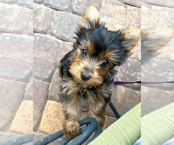 Medium Photo #1 Yorkshire Terrier Puppy For Sale in HENDERSON, NV, USA