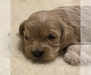 Cavapoo Puppy for Sale in COMMERCE CITY, Colorado USA