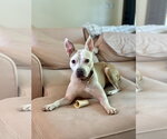 Small #18 Mutt
