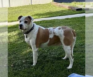 American Bulldog-Unknown Mix Dogs for adoption in New Oxford , PA, USA