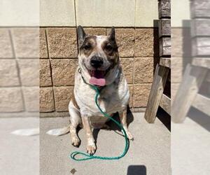 Mutt Dogs for adoption in Tulsa, OK, USA