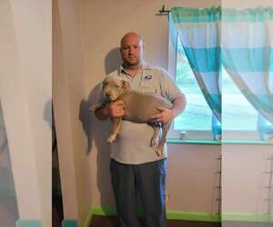 American Bully Puppy for Sale in CHICKAMAUGA, Georgia USA
