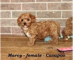 Small #2 Cavapoo