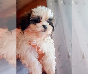 Mal-Shi Puppy for sale in WOBURN, MA, USA