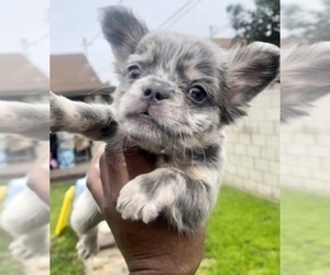 French Bulldog Puppy for sale in CINCINNATI, OH, USA