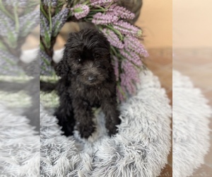 Goldendoodle Puppy for sale in TAMPA, FL, USA
