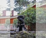 Small Photo #4 German Shepherd Dog Puppy For Sale in OLYMPIA, WA, USA