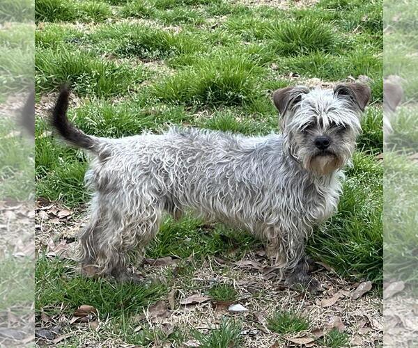 Medium Photo #2 Mutt Puppy For Sale in Yardley, PA, USA