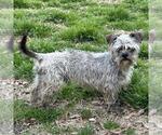 Small #1 Mutt