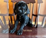 Small Photo #14 Cane Corso-German Shorthaired Pointer Mix Puppy For Sale in CLAY CITY, KY, USA