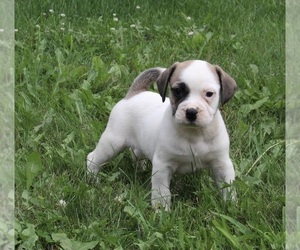 English Bulldog-Puggle Mix Puppy for sale in FREDERICKSBURG, OH, USA