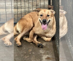 Blair - Female Golden Retriever-Unknown Mix Dog for Adoption - Photo #3