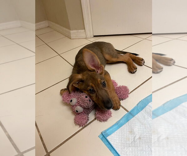 Medium Photo #5 German Shepherd Dog-Unknown Mix Puppy For Sale in Tampa, FL, USA