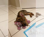 Small #4 German Shepherd Dog Mix