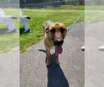 Small #7 German Shepherd Dog Mix