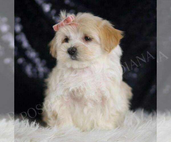 Medium Photo #1 Maltipoo Puppy For Sale in WARSAW, IN, USA