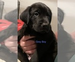 Small Photo #3 Golden Labrador Puppy For Sale in MUSKEGON, MI, USA