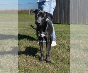 Mutt Dogs for adoption in Abbeville, LA, USA