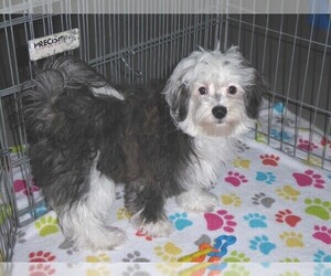 Maltese-Poodle (Toy) Mix Puppy for sale in ORO VALLEY, AZ, USA