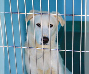 Siberian Husky Dogs for adoption in Pasadena, CA, USA