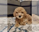 Small Photo #1 Goldendoodle Puppy For Sale in SACRAMENTO, CA, USA