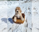 Small Miniature Bernedoodle