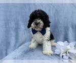 Small #5 Cavapoo (Miniature)