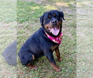 Rottweiler Dogs for adoption in Spring Lake, NJ, USA