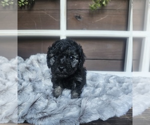 Poodle (Miniature) Puppy for sale in TYLERTOWN, MS, USA