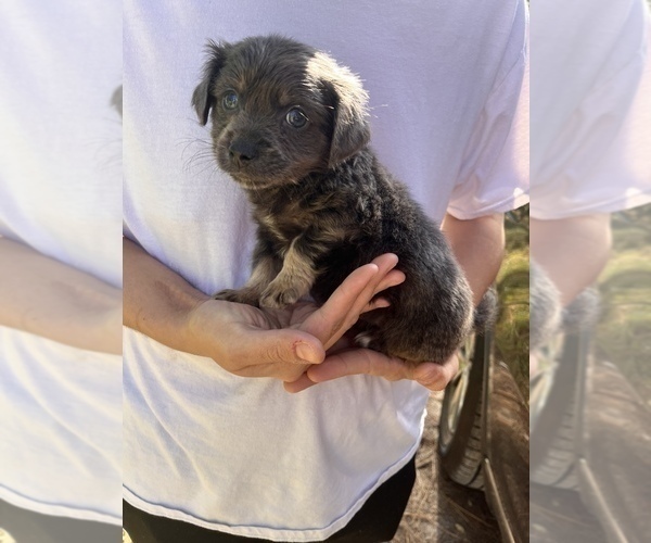 Medium Photo #5 Chihuahua-Chorkie Mix Puppy For Sale in SAINT AUGUSTINE, FL, USA