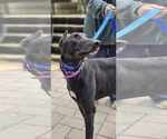 Small Greyhound