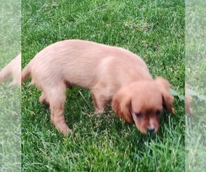 Cavalier King Charles Spaniel Puppy for sale in MORAVIA, NY, USA