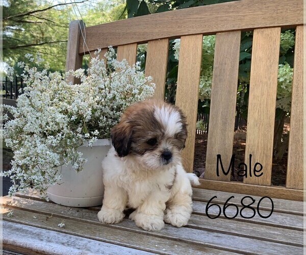 Medium Photo #1 Zuchon Puppy For Sale in CLARE, IL, USA