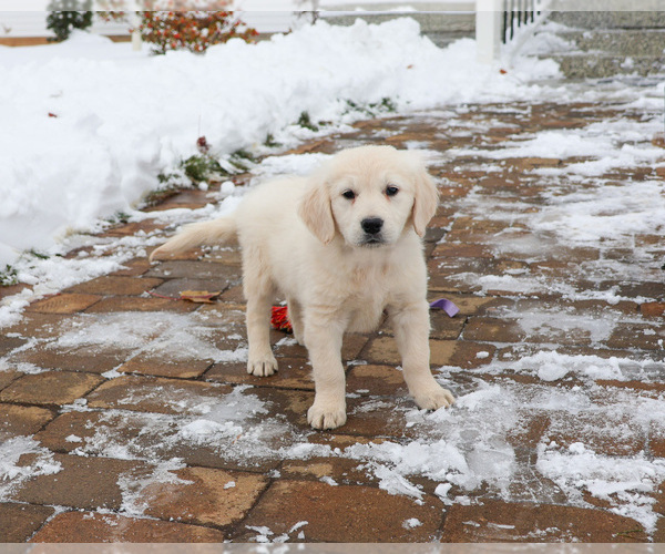 Medium Photo #5 English Cream Golden Retriever Puppy For Sale in SYRACUSE, IN, USA
