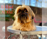 Small Photo #1 Shih Tzu Puppy For Sale in SUGAR HILL, GA, USA