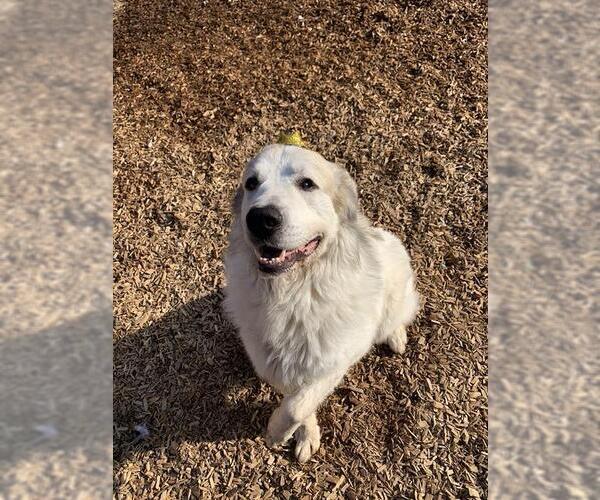 Medium Photo #3 Great Pyrenees Puppy For Sale in London, Ontario, Canada