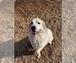 Small #2 Great Pyrenees