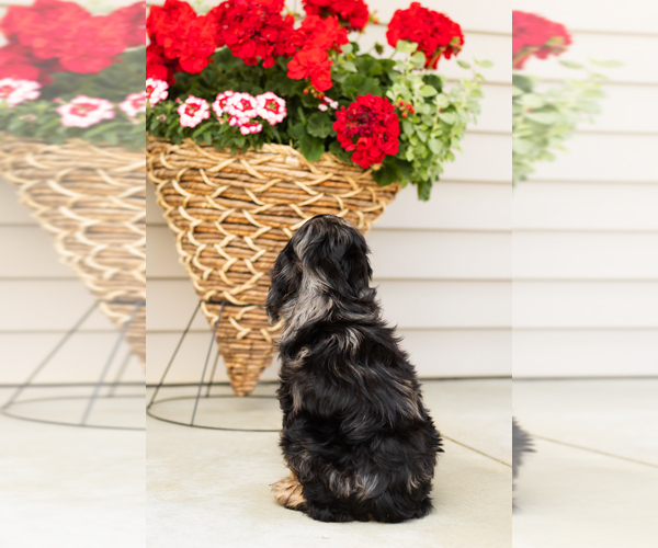 Medium Photo #7 Cocker Spaniel-Poodle (Miniature) Mix Puppy For Sale in MILLERSBURG, IN, USA