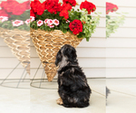 Small #6 Cocker Spaniel-Poodle (Miniature) Mix
