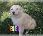 Small Photo #1 Australian Shepherd Puppy For Sale in jasper, AR, USA