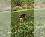 Small #4 Beagle Mix